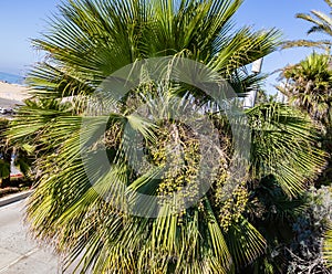 Fan Ornamental palm with fruit clusters on the streets of Los Angeles