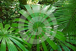 Fan Palm