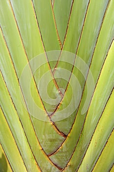 Fan Palm