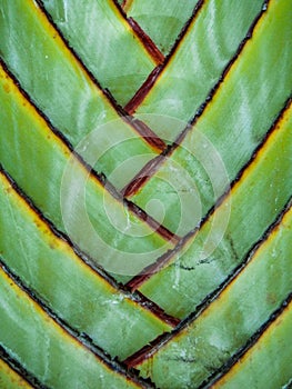 Fan Palm Close Up