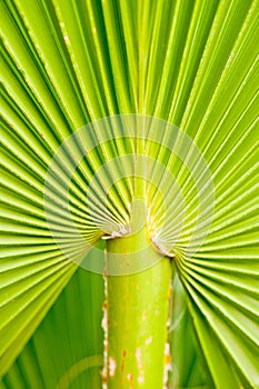 Fan Palm Detail