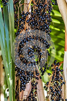 Fan Palm fruits. Close up