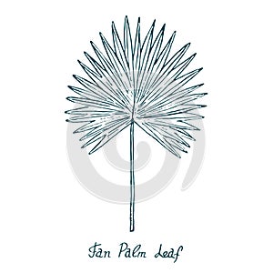 Fan Palm Leaf Arecaceae, hand drawn doodle, sketch