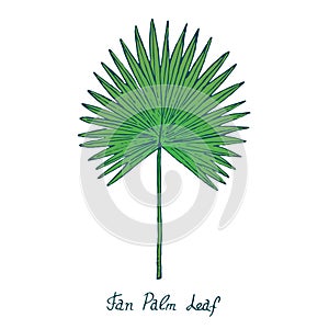 Fan Palm Leaf Arecaceae, hand drawn doodle, sketch