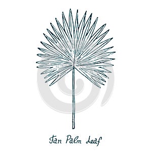 Fan Palm Leaf Arecaceae, hand drawn doodle, sketch photo