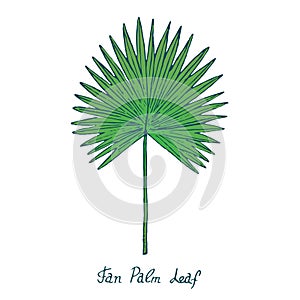 Fan Palm Leaf Arecaceae, hand drawn doodle, sketch photo