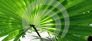 Fan palm leaf closeup