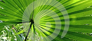 Fan Palm leaf with light shadow