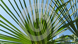 Fan palm leaf Ravenala Madagascar, background