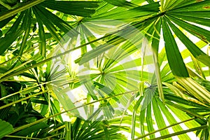 Fan Palm leaf texture.forest and environment concept