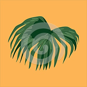 fan palm leaf vector illustration plant floral eps file Vintage vector botanical illustration