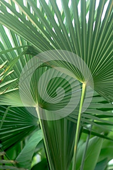 Fan Palm Leaves