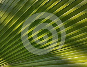 Fan palm leaves, with leaf shadows. Sunlit, swaying in the wind