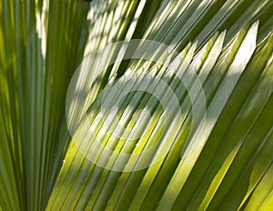 Fan palm leaves, with leaf shadows. Sunlit, swaying in the wind