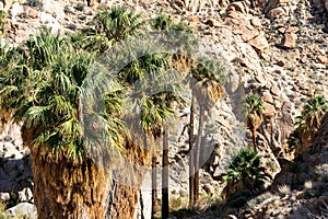 Fan Palm Oasis in the Desert