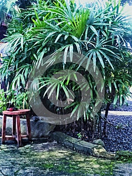 This fan palm ornamental plant has a unique shape, namely forming a semicircle like a fan photo