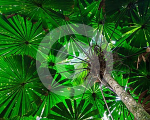 Fan Palm Tree Canopy