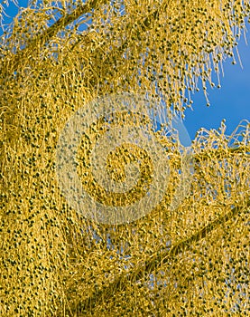 Fan palm tree on day time.