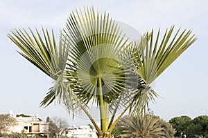 Fan Palm Tree Silhouette