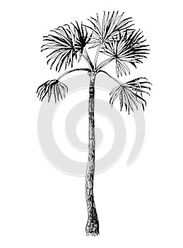 Fan Palm tree silhouette on white