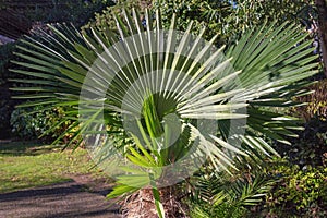 Fan palm tree ( Washingtonia filifera )