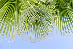 Fan Palm Tree Washingtonia filifera leaves