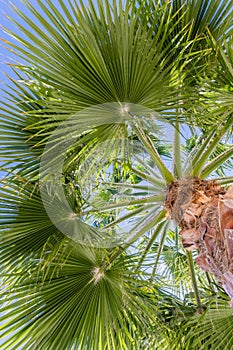 Fan Palm Tree Washingtonia filifera leaves