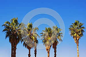 Fan palm trees against blue sky. Vacation concept