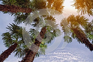 Fan palm trees against sky. Vacation concept