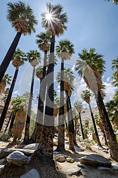 Fan palm trees in the Indian Canyons near Palm Springs California