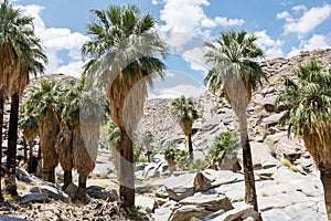 Fan palm trees in the rocky landscape of Indian Canyons near Palm Springs