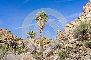 Fan Palm Trees Washingtonia filifera in the Lost Palms Oasis, a popular hiking spot, Joshua Tree National Park, California