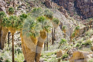 Fan Palm Trees Washingtonia filifera in the Lost Palms Oasis, a popular hiking spot, Joshua Tree National Park, California