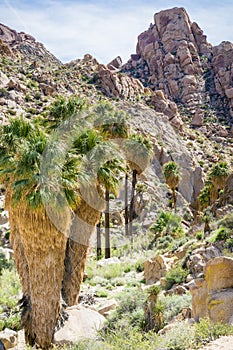 Fan Palm Trees Washingtonia filifera in the Lost Palms Oasis, a popular hiking spot, Joshua Tree National Park, California