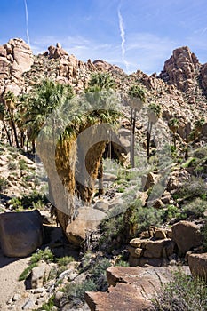 Fan Palm Trees Washingtonia filifera in the Lost Palms Oasis, a popular hiking spot, Joshua Tree National Park, California