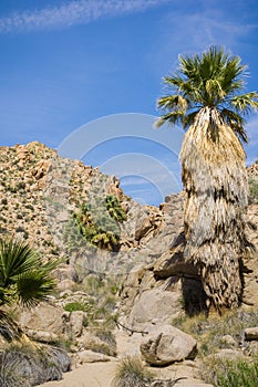 Fan Palm Trees Washingtonia filifera in the Lost Palms Oasis, a popular hiking spot, Joshua Tree National Park, California