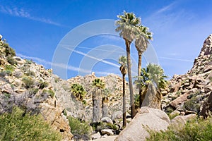 Fan Palm Trees Washingtonia filifera in the Lost Palms Oasis, a popular hiking spot, Joshua Tree National Park, California