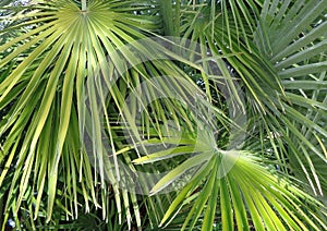 Fan Palm, Washingtonia, Fronds in Afternoon Sun