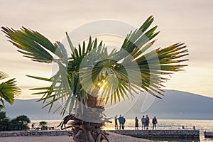 Fan palm ( Washingtonia robusta ) on coast of Kotor Bay at sunset. Montenegro