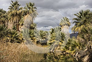 Fan Palms at an Oasis