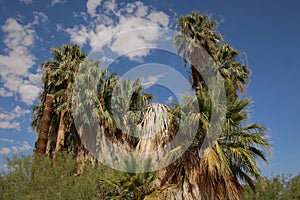 Fan Palms at the Oasis of Mara, Joshua Tree National Park, California