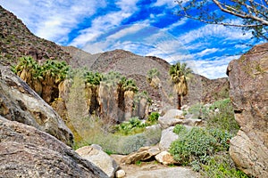 Fan palms in the oasis of Palm Canyon, Anza-Borrego, California, USA