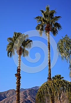 Fan Palms Trees Palm Springs California photo