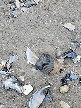 Vertical aerial view of black scallop shell on beach sand photo