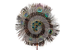 Fan Peacock Feather