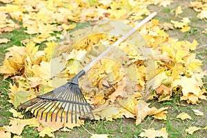 Fan rake and pile of fallen leaves on green grass
