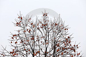 Fan-shaped crown without the leaves, and full of persimmon photo