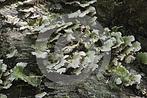 Fan shaped fungi photo