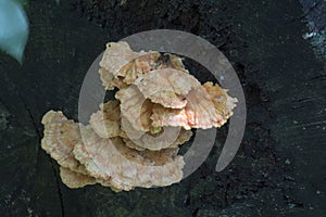 Fan shaped fungus on dead tree photo