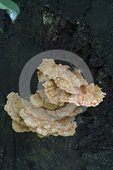 Fan shaped fungus on dead tree photo